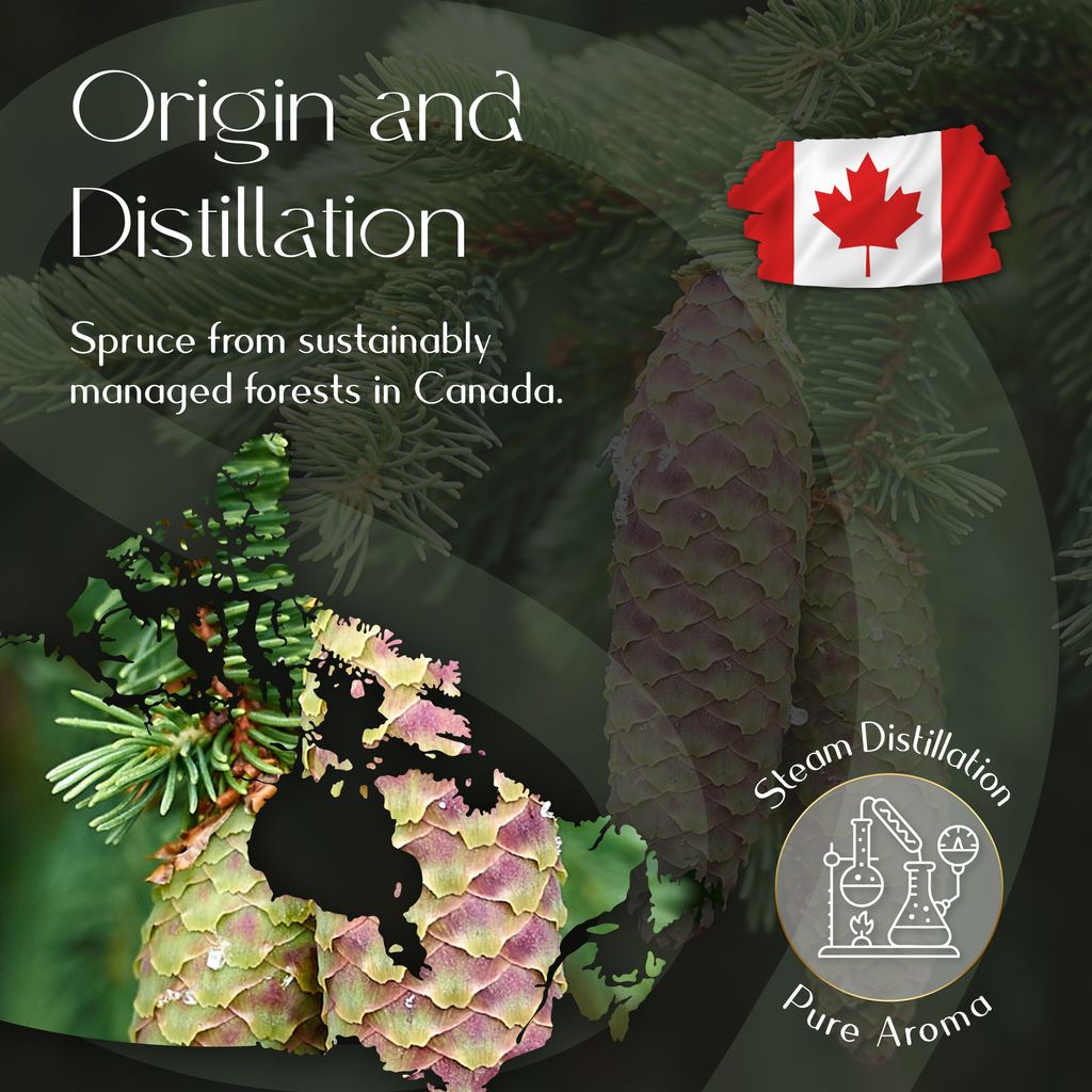 Spruce Essential Oil
