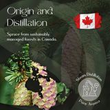 Spruce Essential Oil 5
