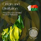 Ylang Ylang Essential Oil 5
