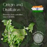 Rosemary Essential Oil 5